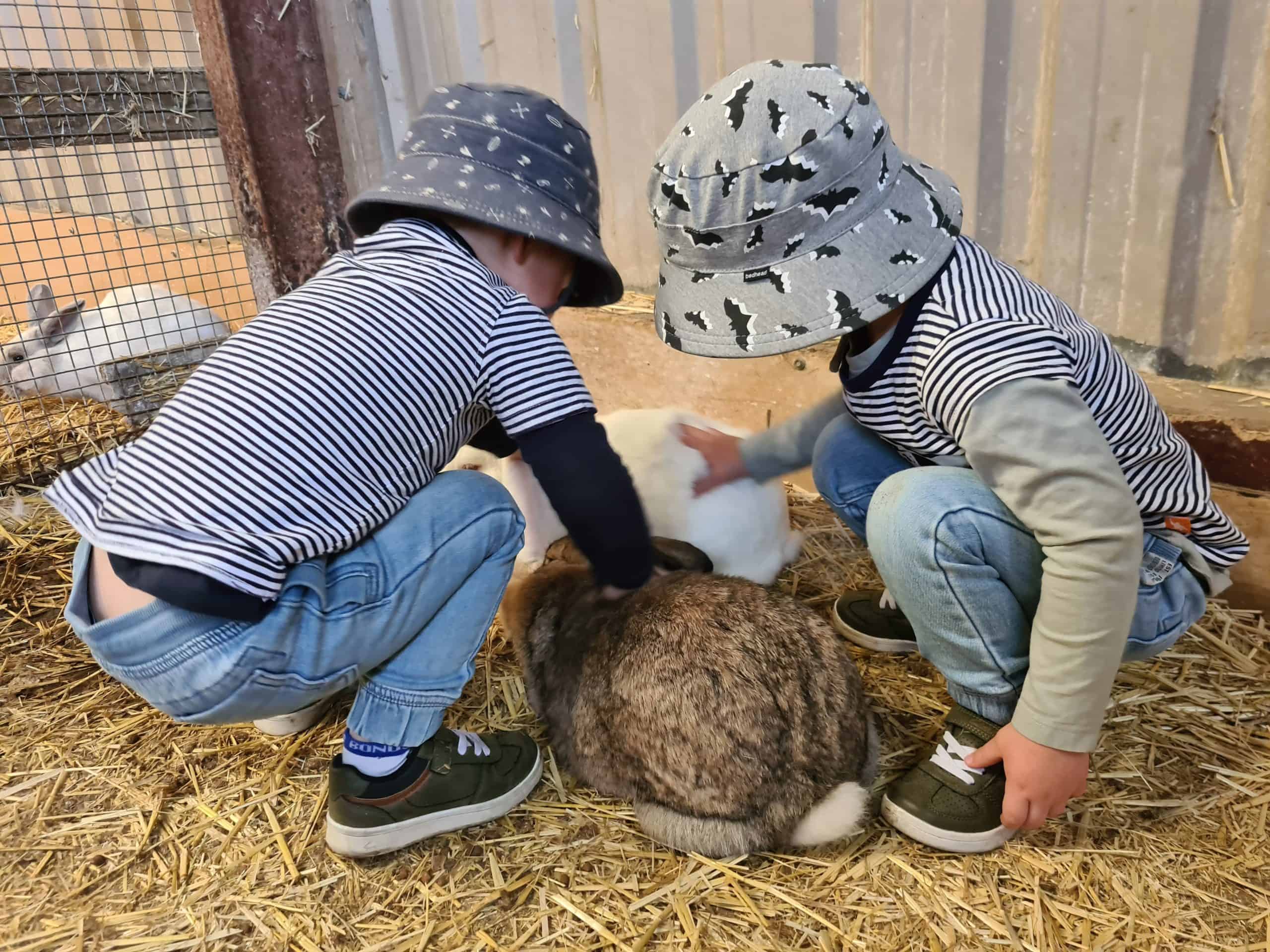 Little boy with sagittal synostosis and brother, petting rabbits.